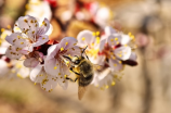 5月15日是什么节日(5月15日是什么节日？)