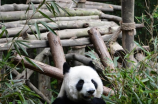瞧瞧！欢迎大熊猫香香回家，它究竟经历了什么？