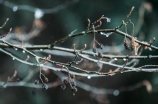 冬天的雨(冬天的雨，为什么总是那么寒冷清冷？)